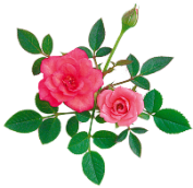 0_bb8cc_ad9fc41b_L 